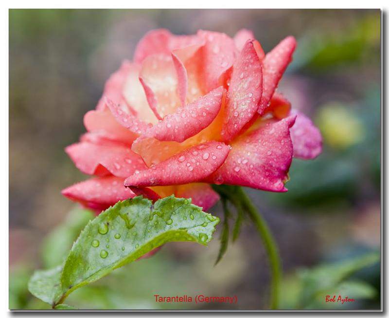 Tarantella Rose.jpg