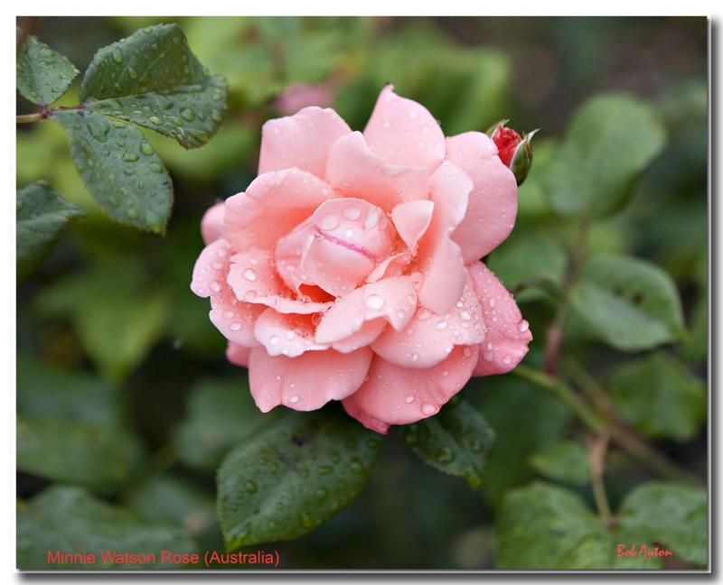 Minnie Watson Rose.jpg