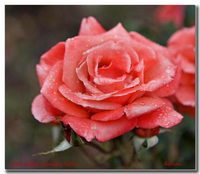 Lady Rose.jpg