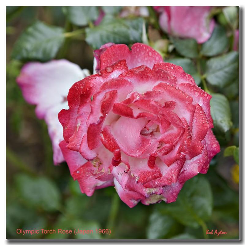 Olympic Torch Rose.jpg