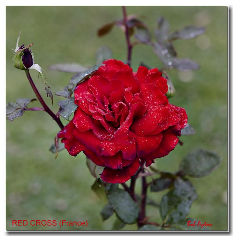 RED CROSS Rose.jpg