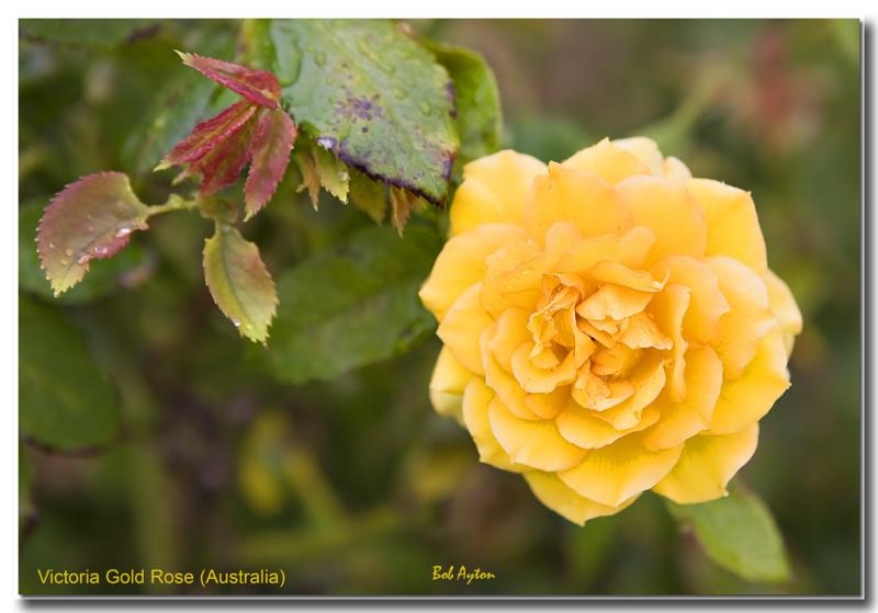 Victoria Gold Rose.jpg