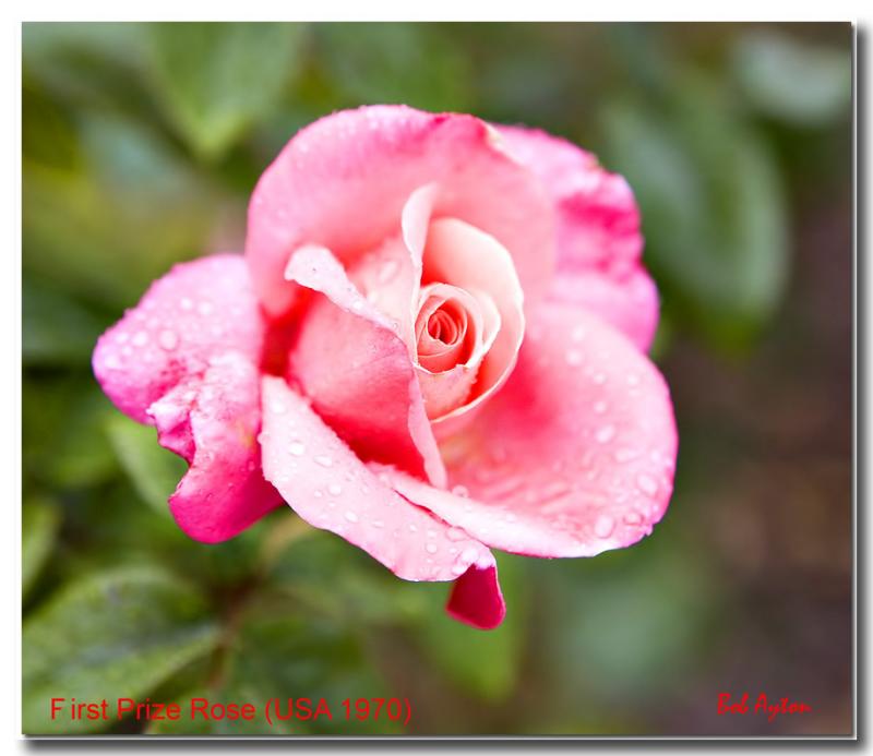 First Prize Rose.jpg