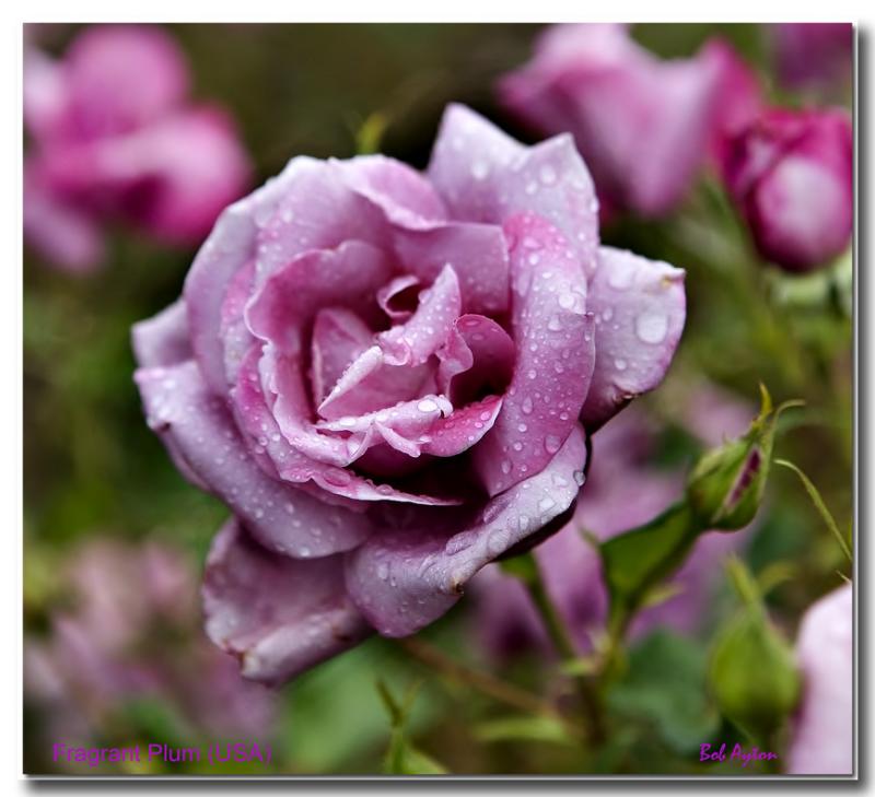 Fragrant Plum USA.jpg