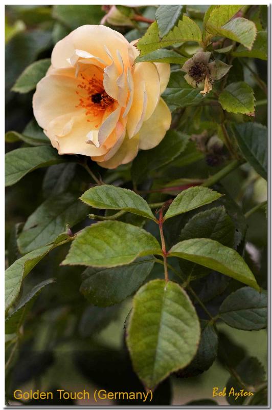 Golden Touch Rose.jpg