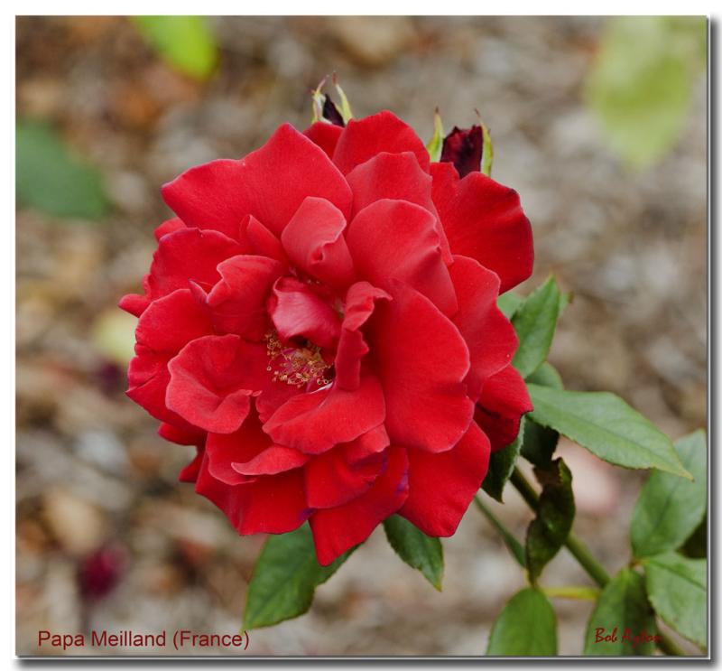 Papa Meilland Rose.jpg