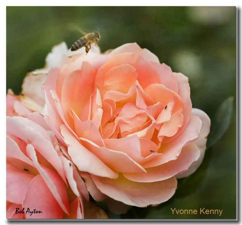 Yvonne Kenny Rose.jpg