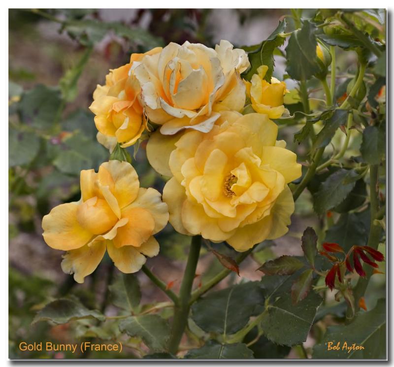 Gold Bunny Rose.jpg