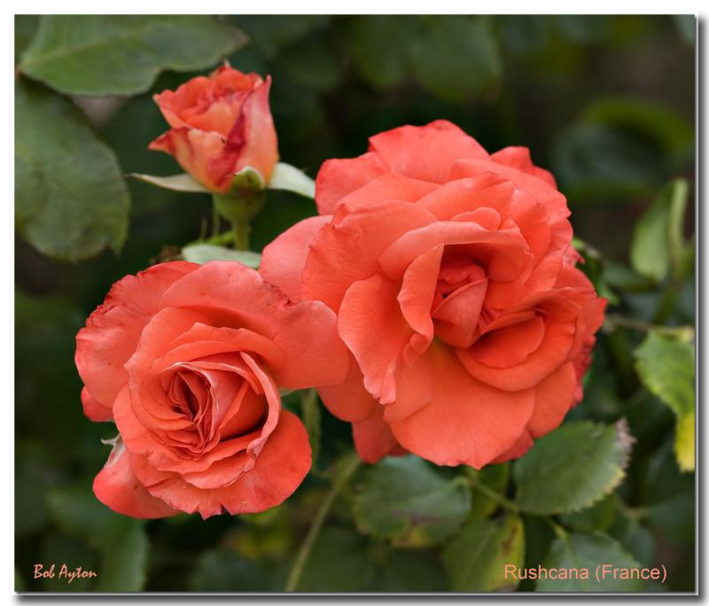 Rushcana Rose.jpg