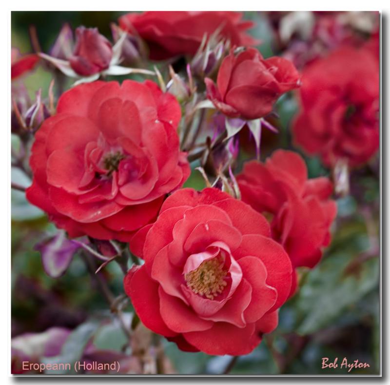 Eropeann Rose.jpg