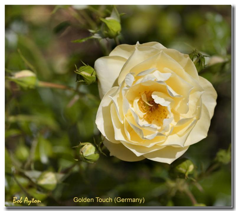 Golden Touch.jpg