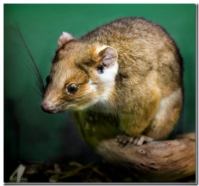 Possum 0384.jpg