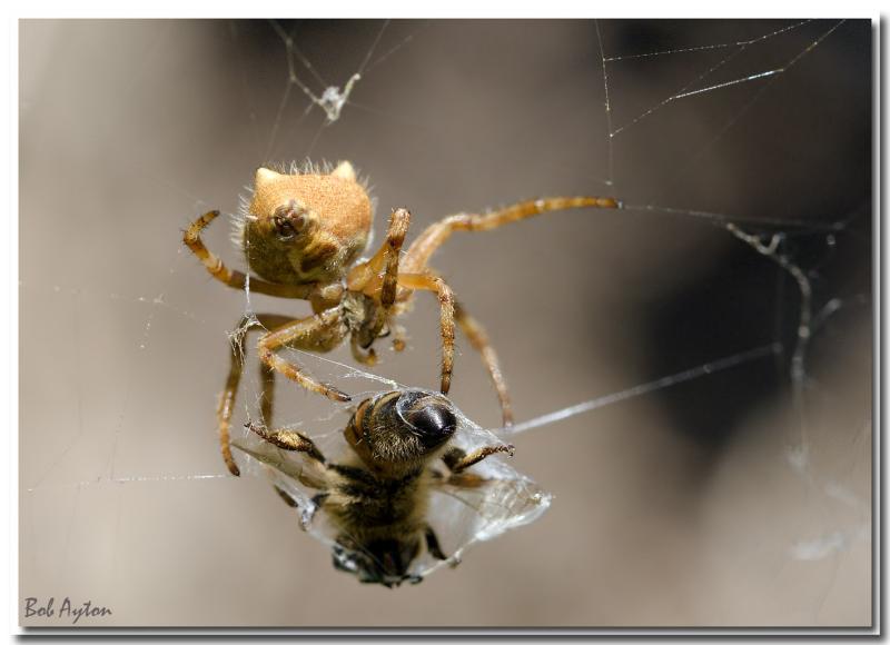 Golden Orb Spider