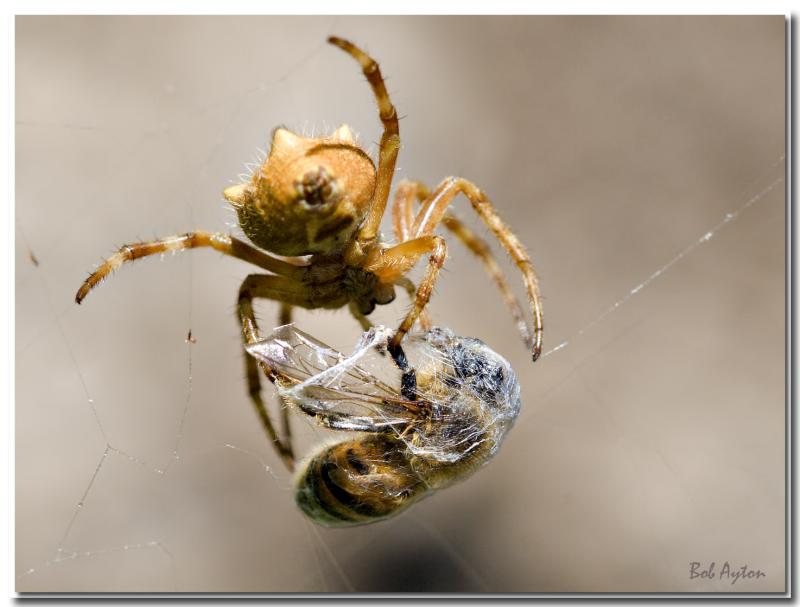 Golden Orb Spider