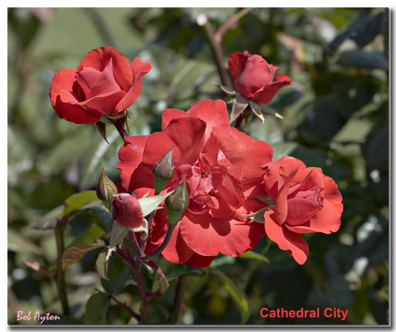 Cathedral City 8259.jpg