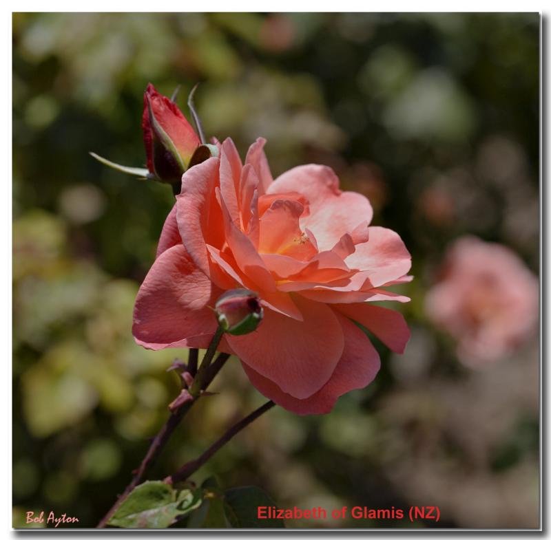 Elizabeth of Glamis_8243.jpg