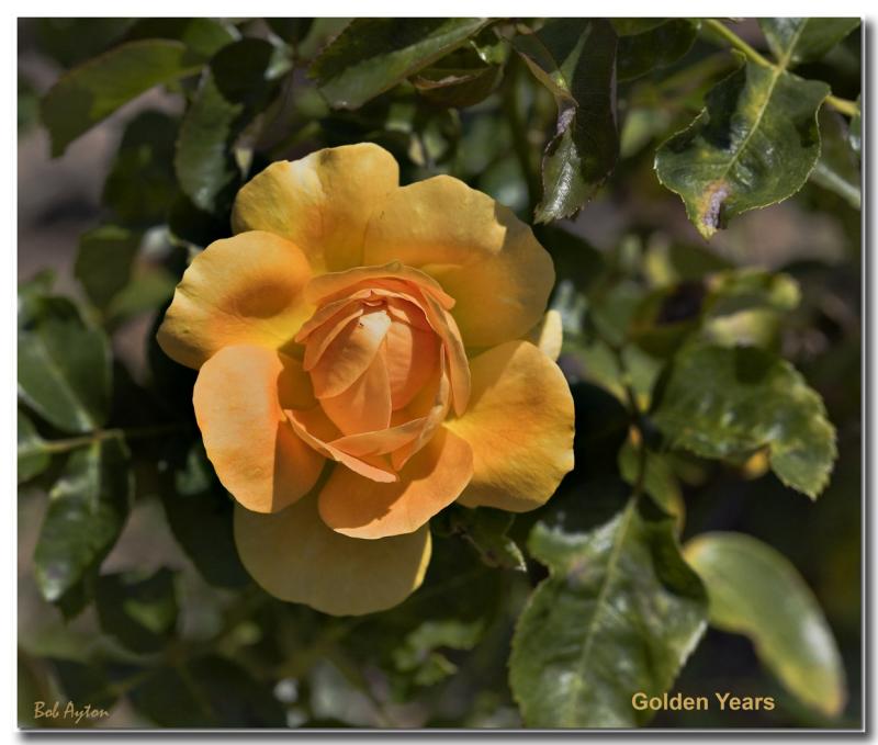 Golden Years_8245.jpg