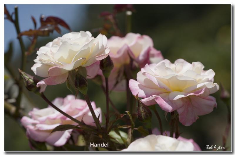 Handel_8219.jpg
