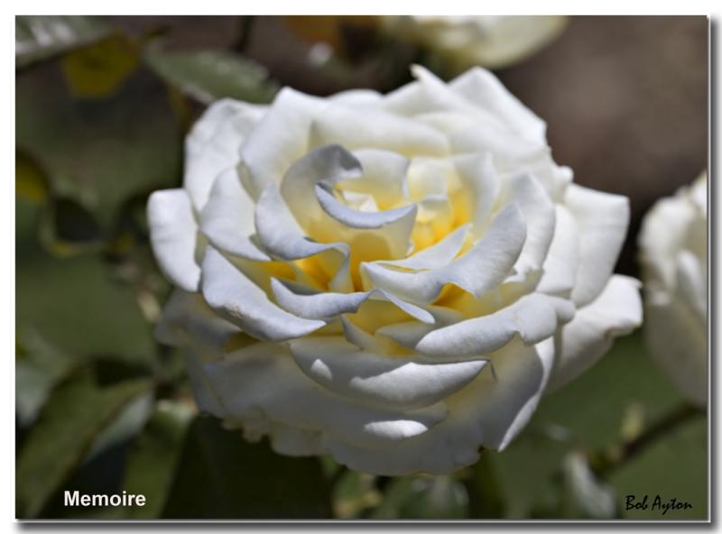 Memoire_8188.jpg