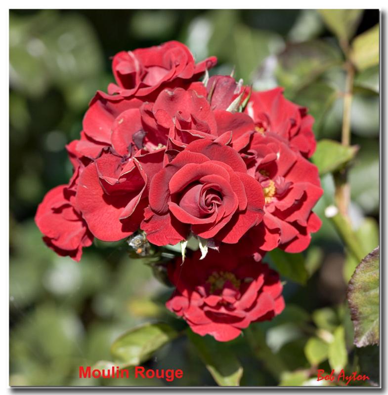 Moulin Rouge 8256.jpg