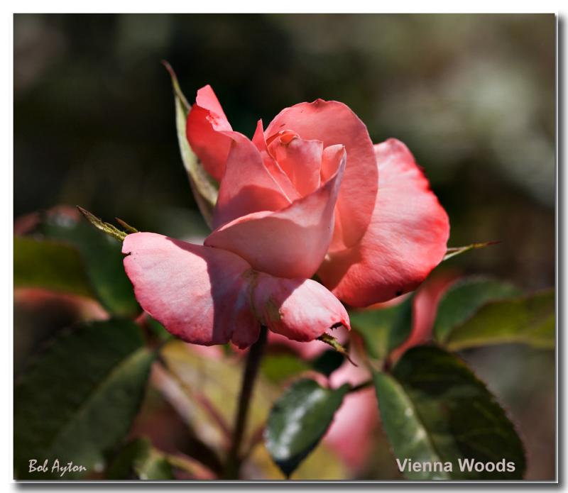 Vienna Woods 8232.jpg