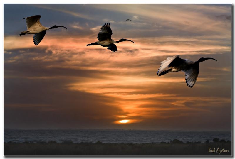 Ibis