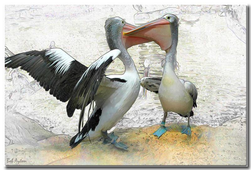 Pelican face off