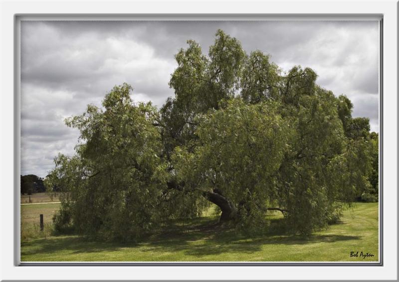 Tree_8515.jpg