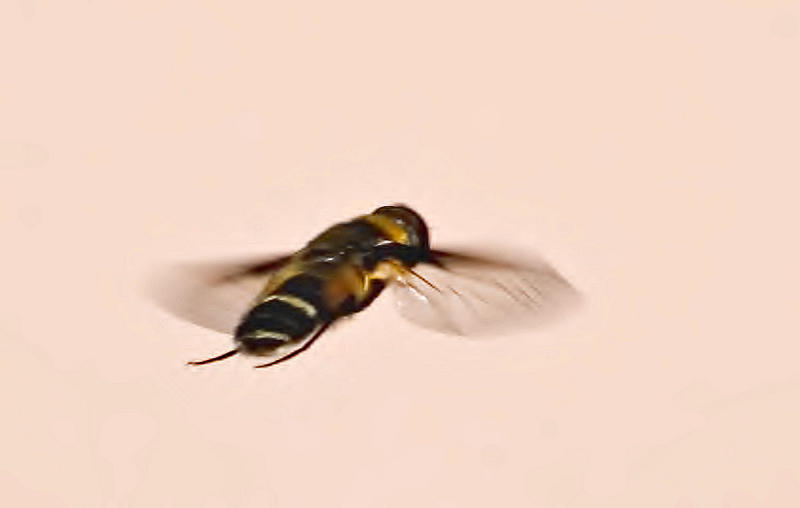 flighty fly_1451.jpg