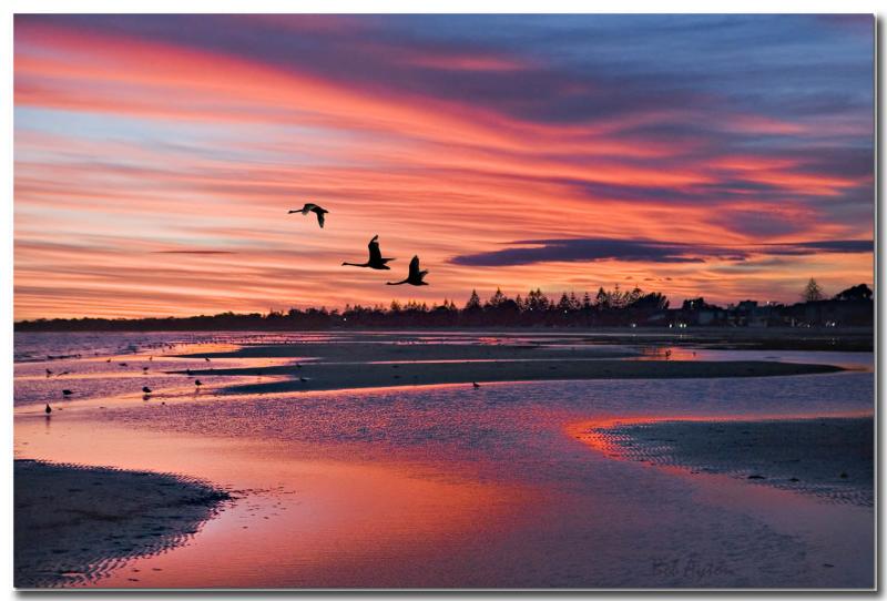 Swan Sunset