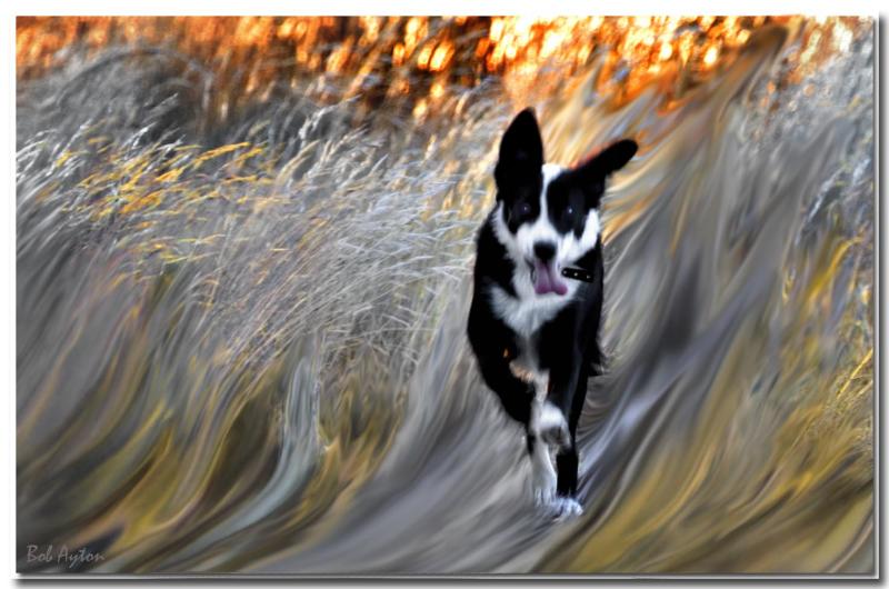 Fire dog