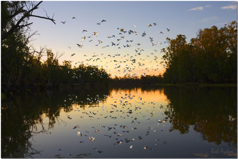 Corella