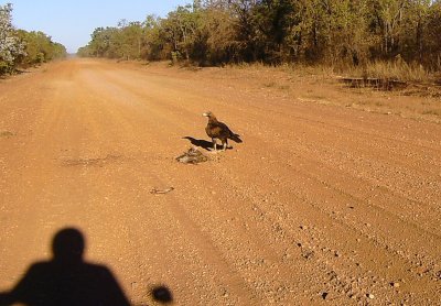 Wedge Tail Eagle on Roadkill
