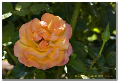 Coronation Gold Rose.jpg