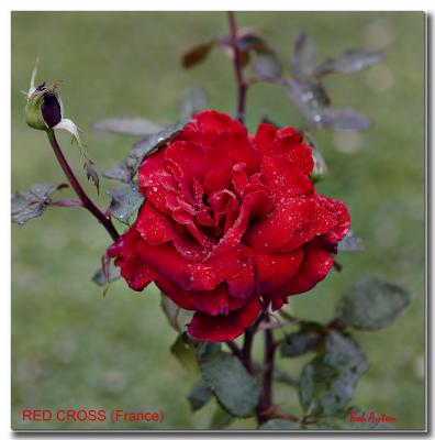 RED CROSS Rose.jpg