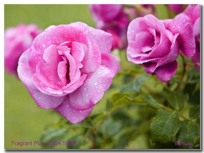 Fragrant Plum Rose.jpg
