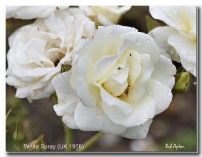 White Spray Rose.jpg