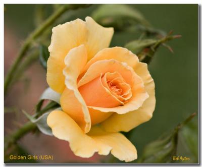 Golden Girls Rose.jpg
