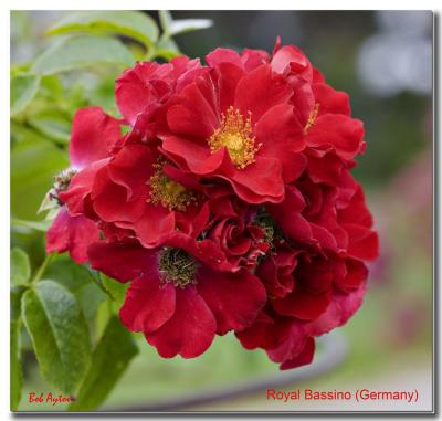 Royal Bassino Rose.jpg