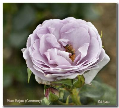 Blue Bajau Rose.jpg