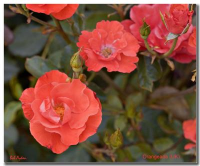 Orangeade Rose.jpg