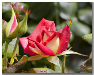 Colorama Rose.jpg