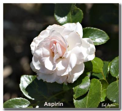 Aspirin_8216.jpg