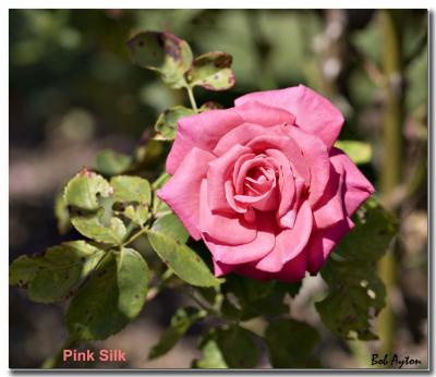 Pink Silk_8250.jpg