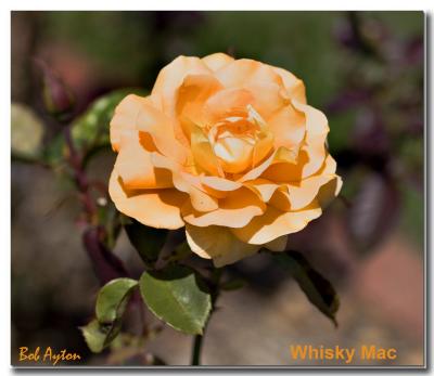 Whisky Mac_8251.jpg