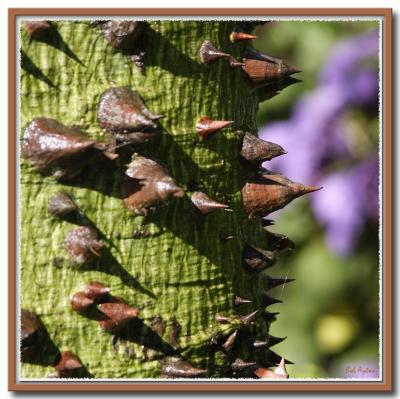 Thorney Tree.jpg