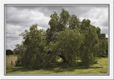Tree_8515.jpg