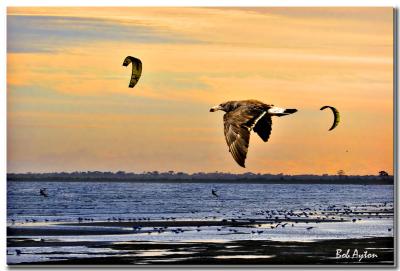Pacific Gull Sunset