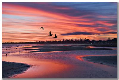 Swan Sunset