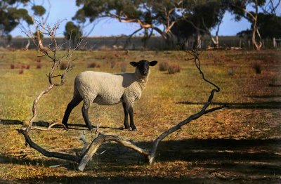 Baaaaa2.jpg